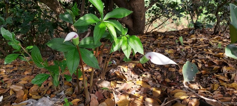 Arisaema murrayi photo 4