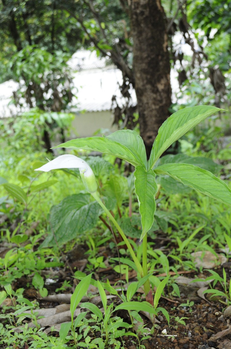 Arisaema murrayi photo 5