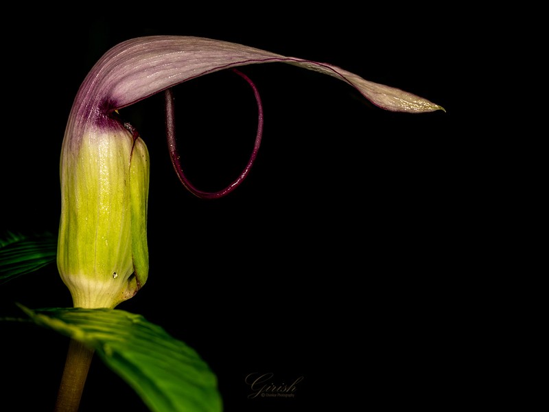Arisaema murrayi photo 6