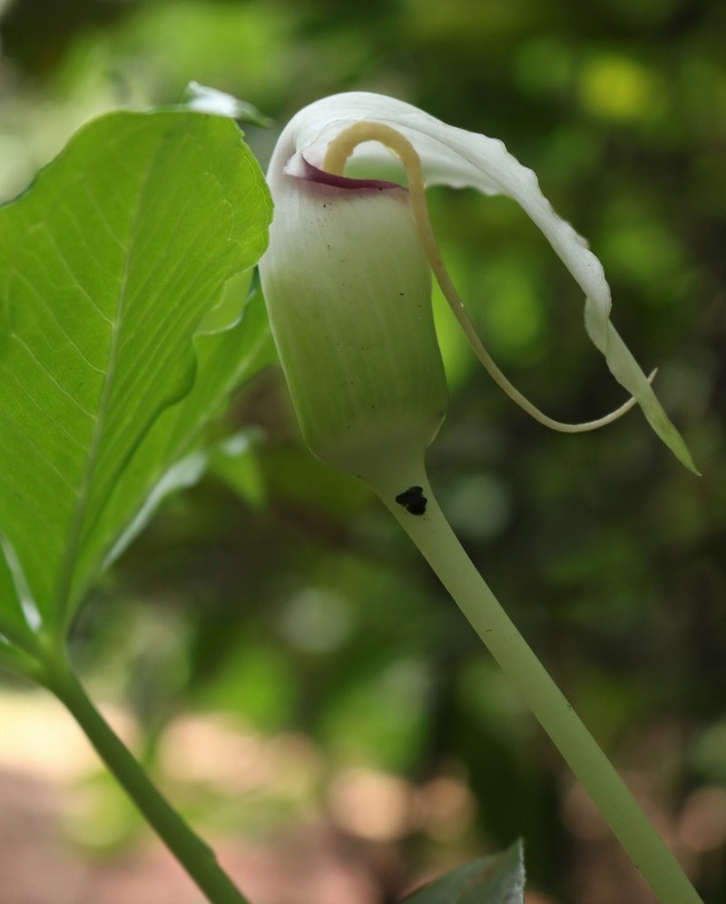 Arisaema murrayi photo 7