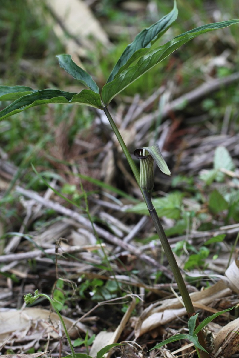 Arisaema nagiense