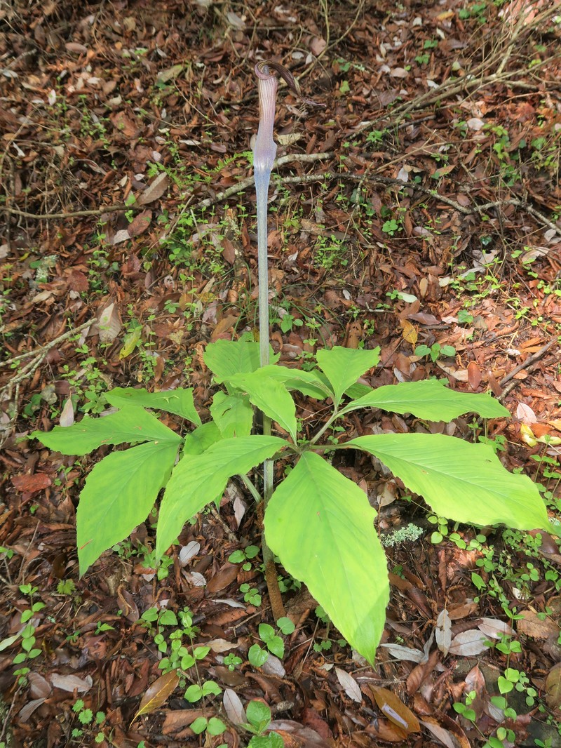 Arisaema nambae