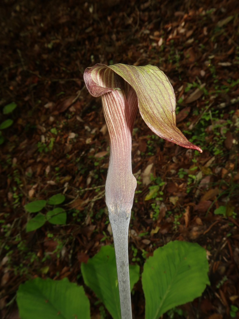 Arisaema nambae photo 3