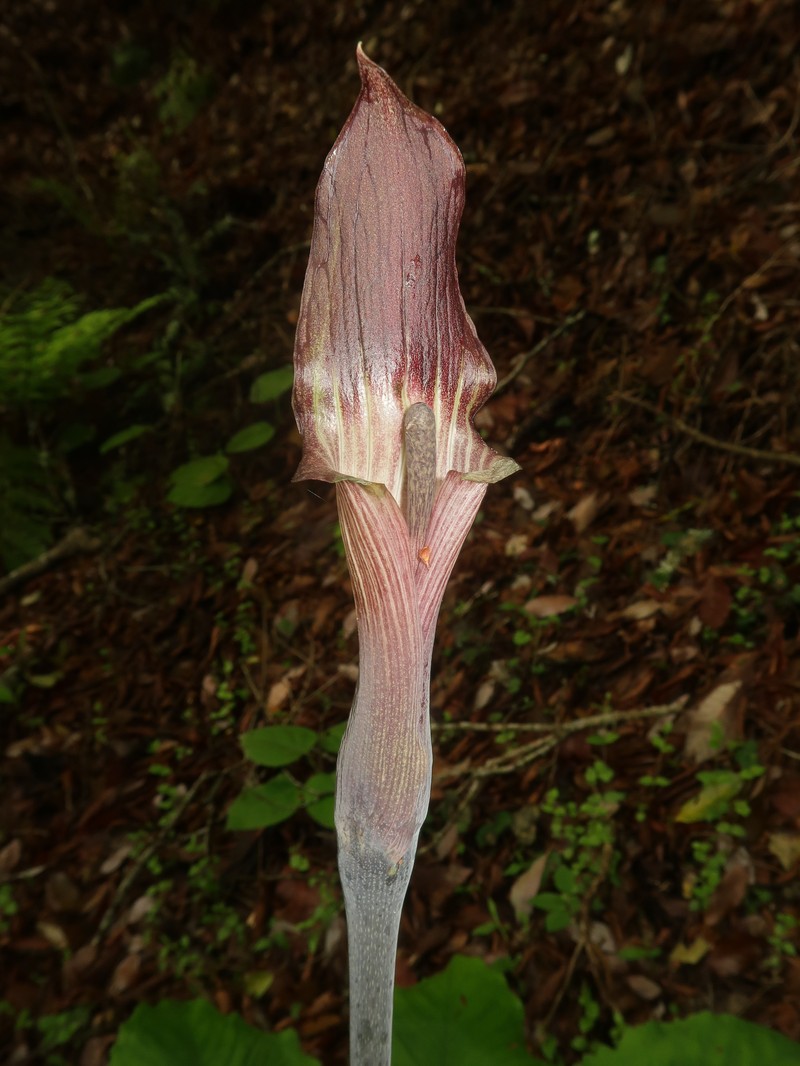 Arisaema nambae photo 4