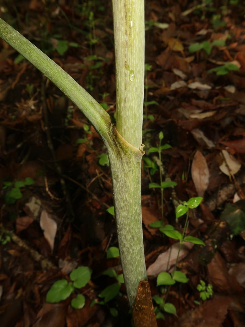Arisaema nambae photo 5