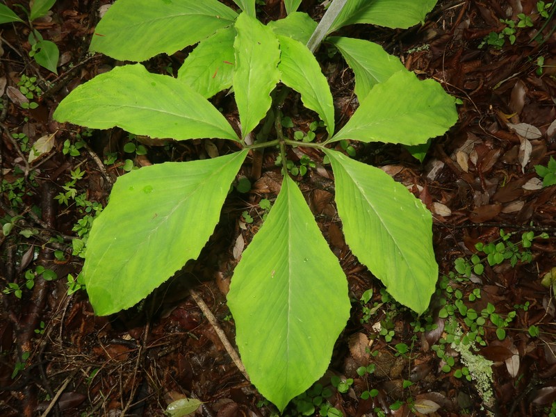 Arisaema nambae photo 6