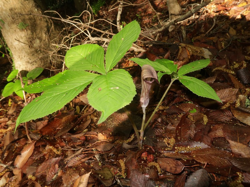 Arisaema nambae photo 7