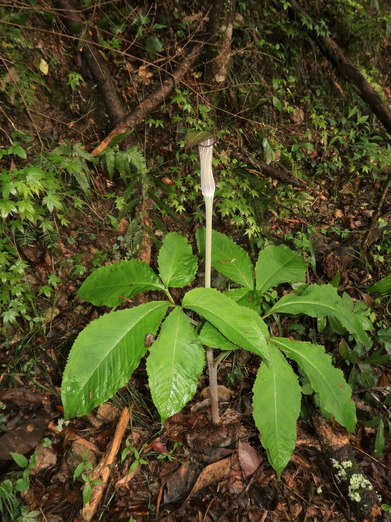 Arisaema nambae photo 8