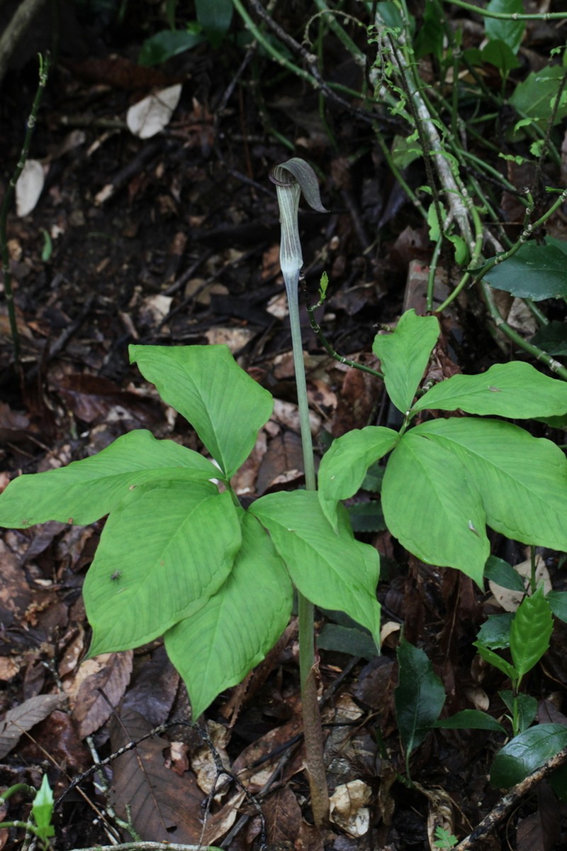 Arisaema nambae