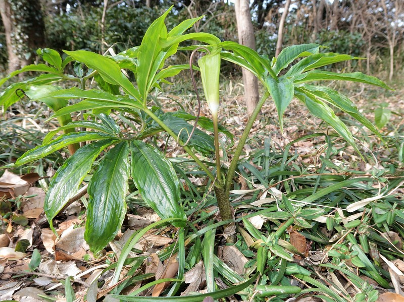 Arisaema negishii