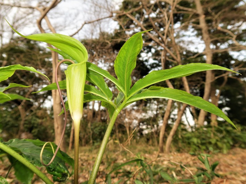 Arisaema negishii photo 8