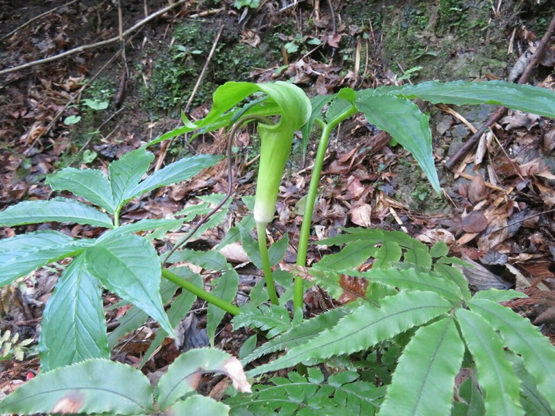Arisaema negishii