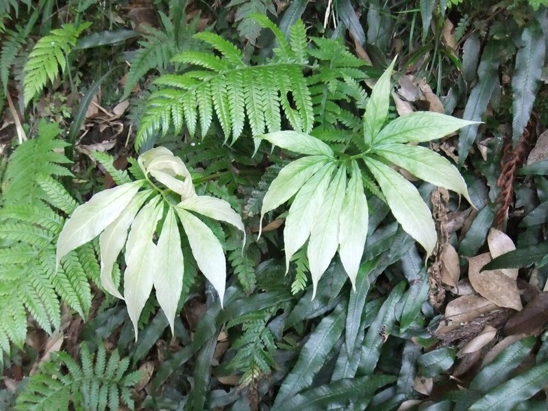 Arisaema negishii photo 2