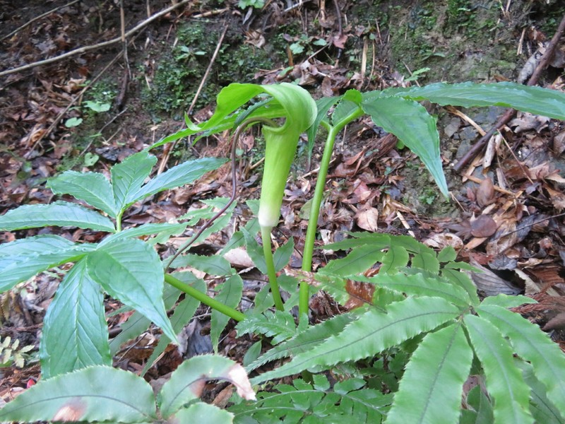 Arisaema negishii photo 3