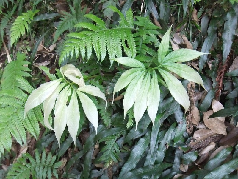 Arisaema negishii photo 4