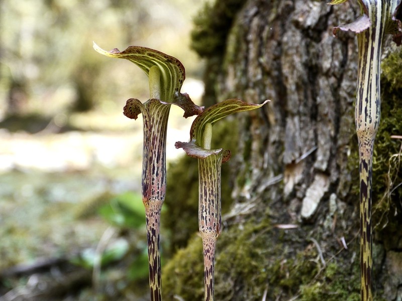 Arisaema nepenthoides