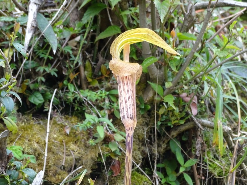 Arisaema nepenthoides photo 2