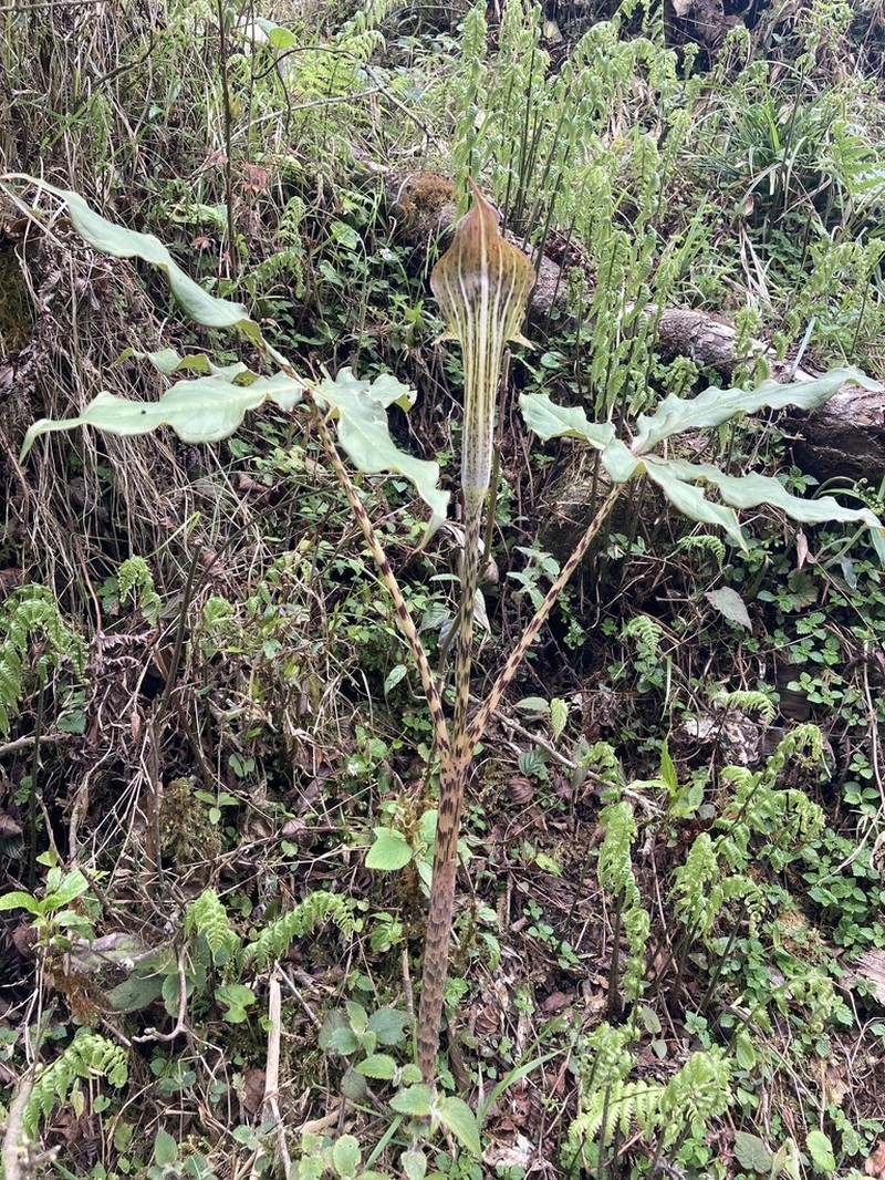 Arisaema nepenthoides photo 3