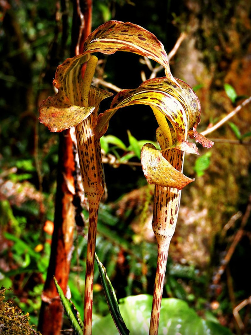 Arisaema nepenthoides photo 4