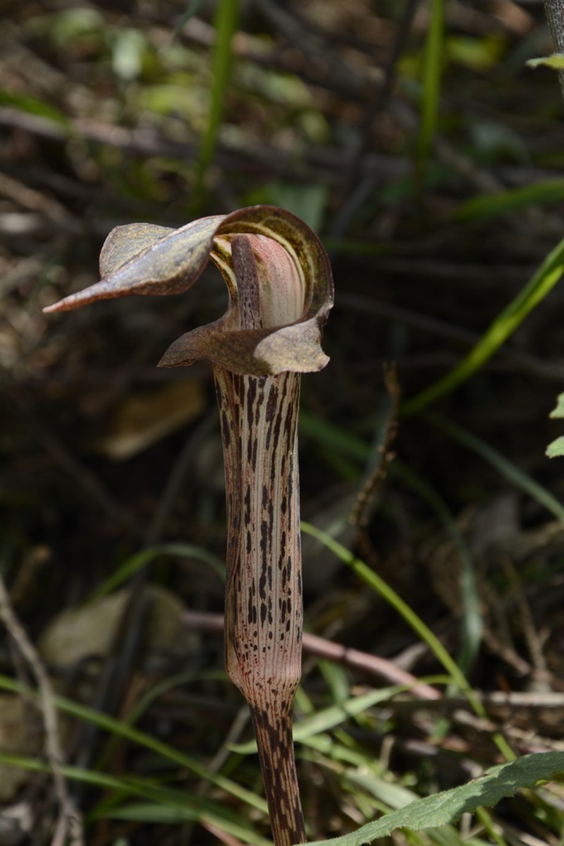 Arisaema nepenthoides photo 5