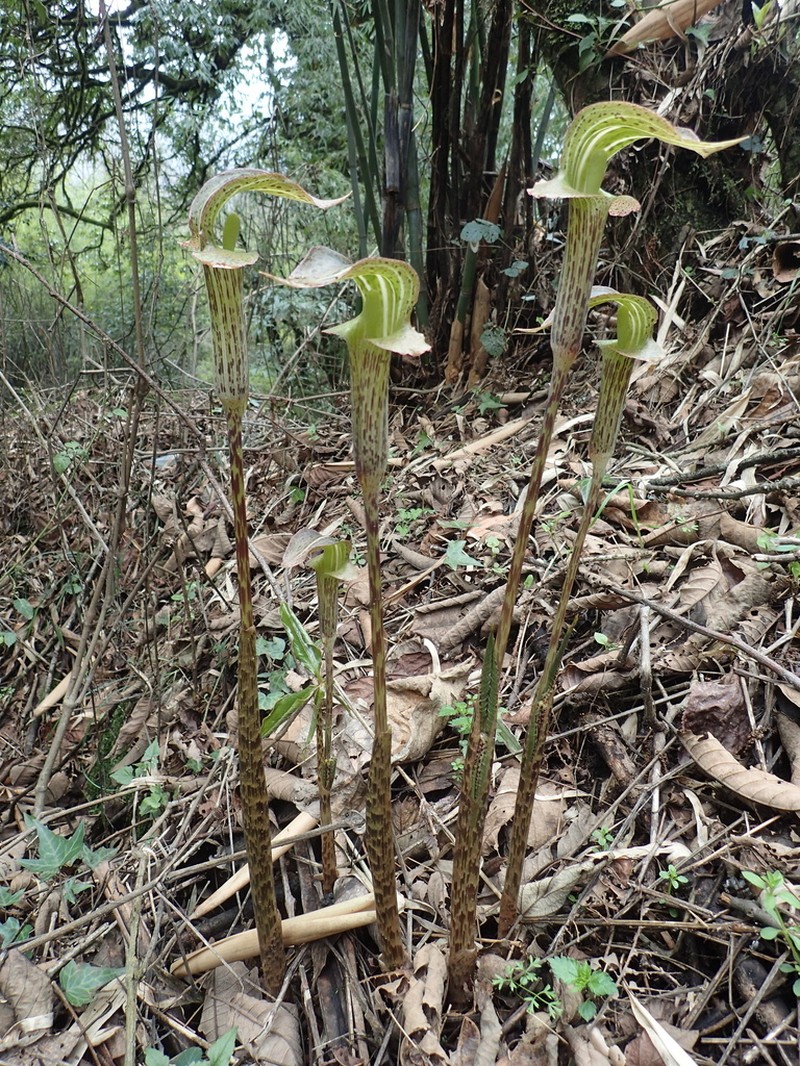 Arisaema nepenthoides photo 6