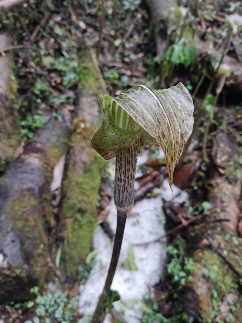 Arisaema nepenthoides photo 7
