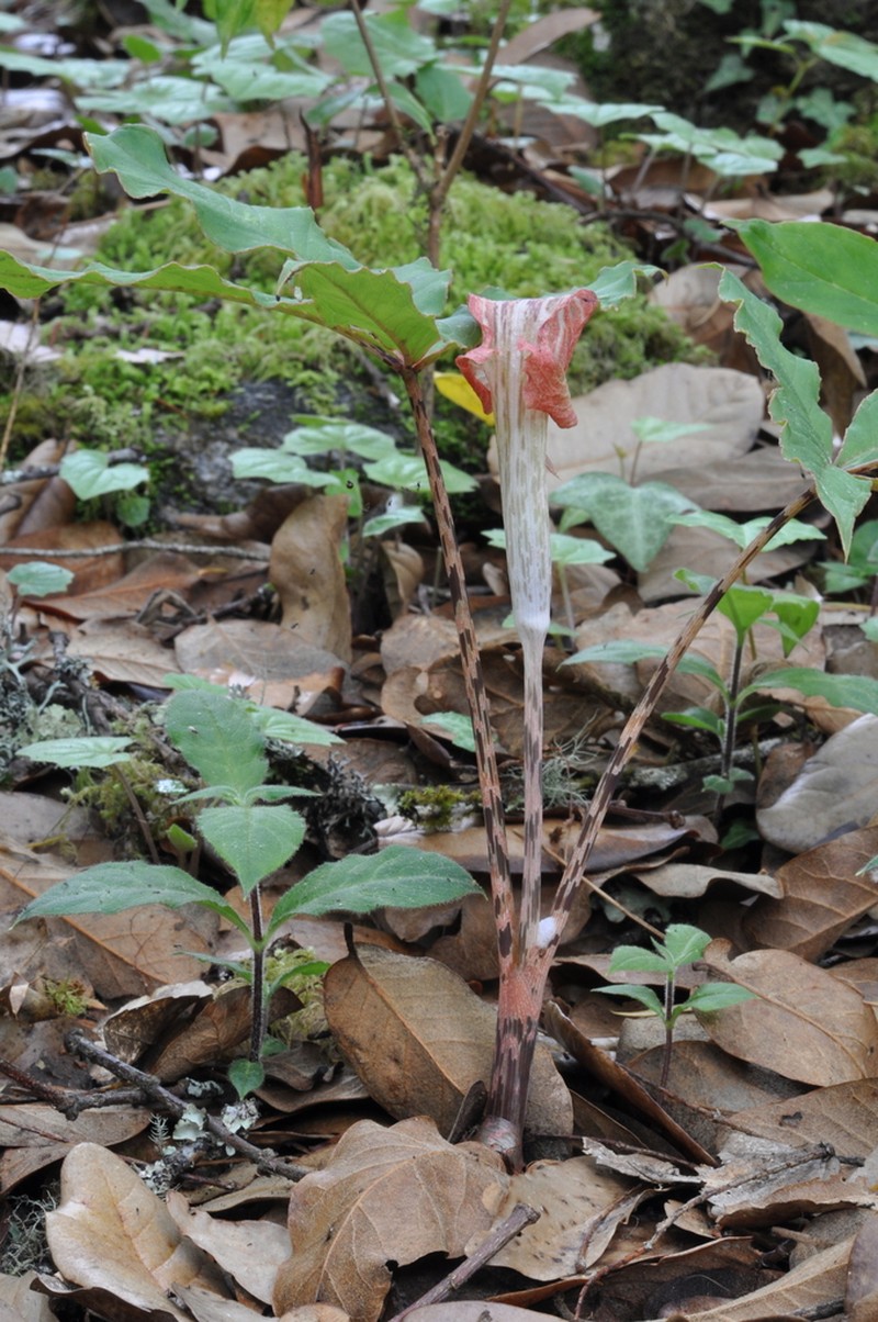 Arisaema nepenthoides photo 8
