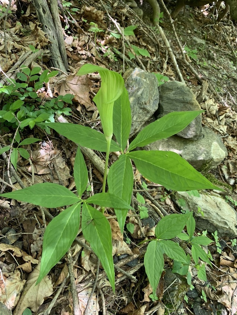 Arisaema nikoense