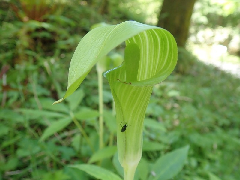 Arisaema nikoense photo 2