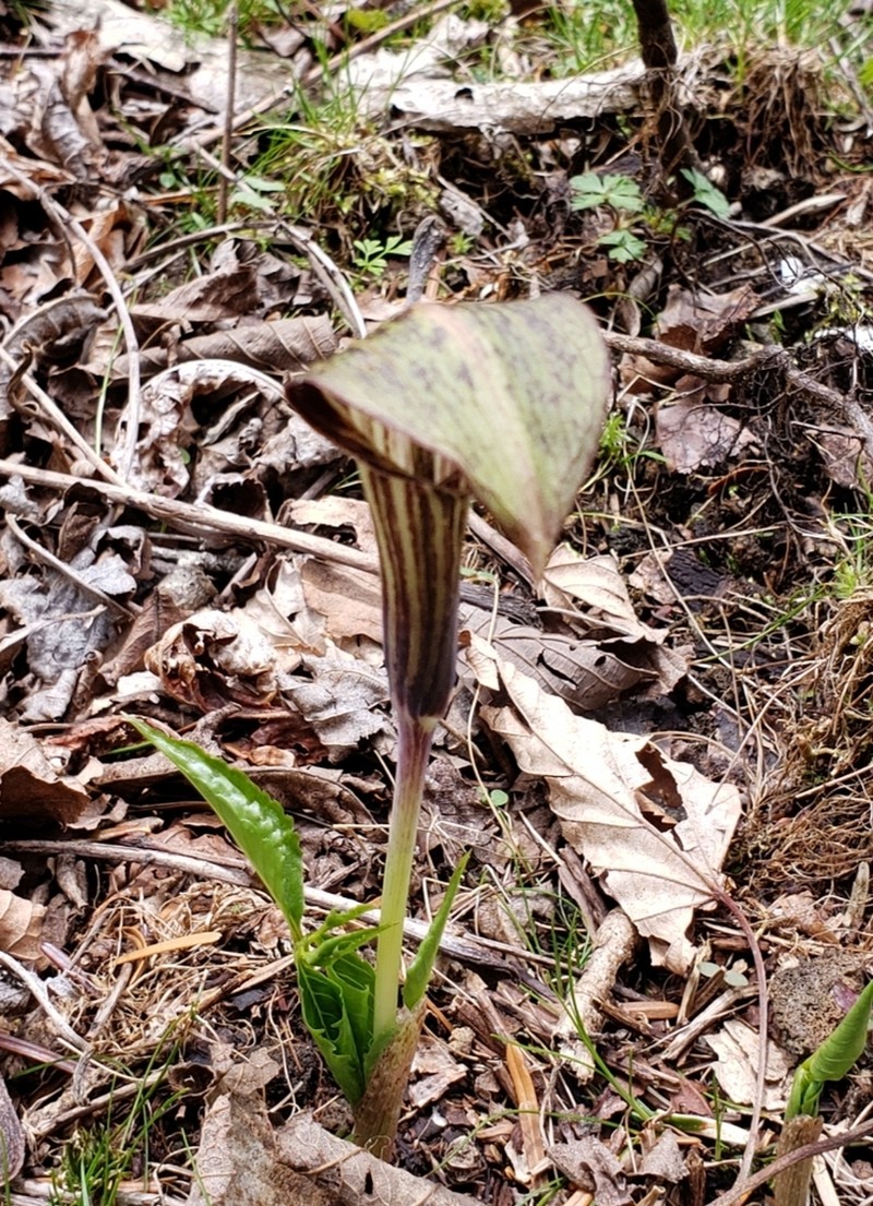 Arisaema nikoense photo 4