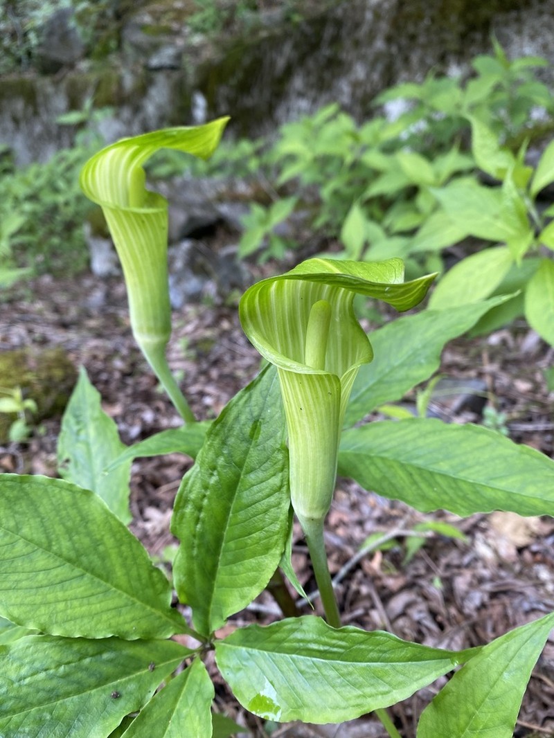 Arisaema nikoense photo 5