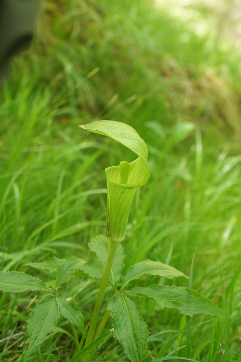 Arisaema nikoense photo 6