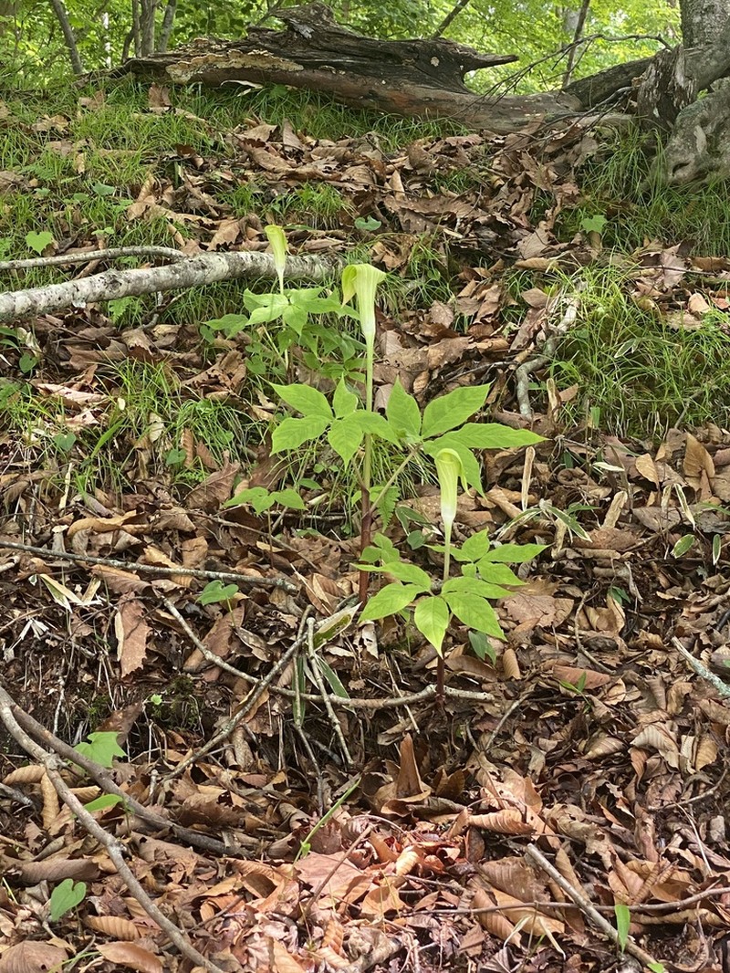 Arisaema nikoense photo 7