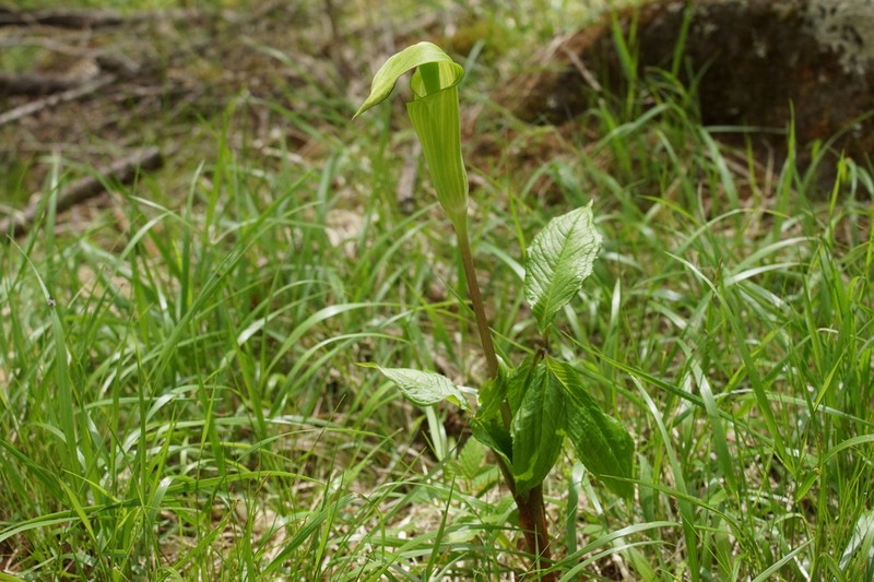 Arisaema nikoense photo 8