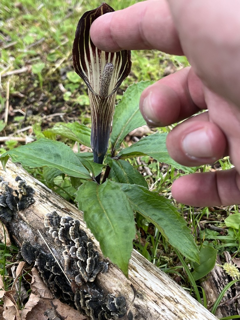 Arisaema nikoense subsp. australe
