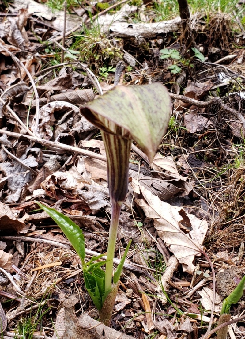 Arisaema nikoense subsp. australe photo 2