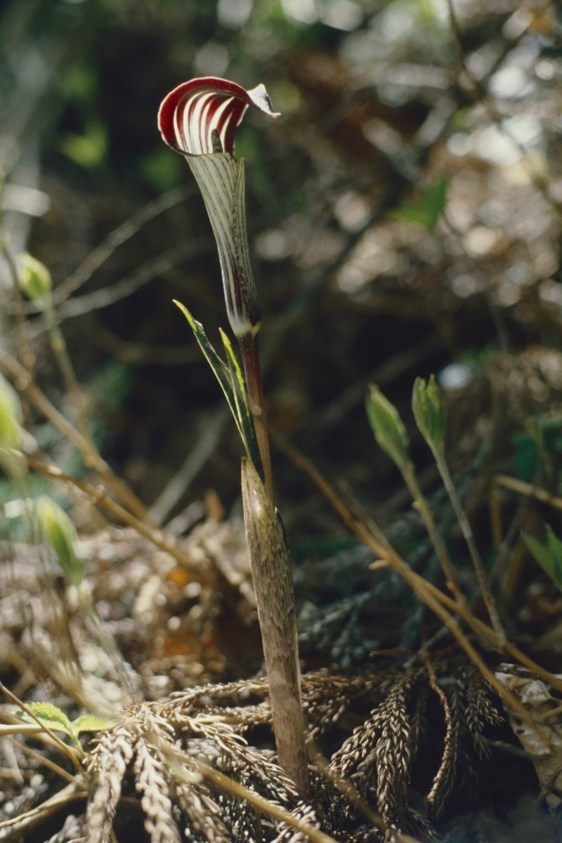 Arisaema nikoense subsp. australe photo 3