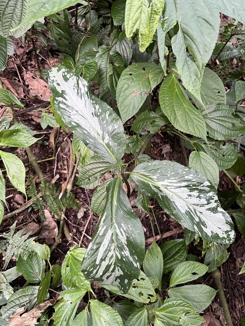 Arisaema omkoiense photo 3