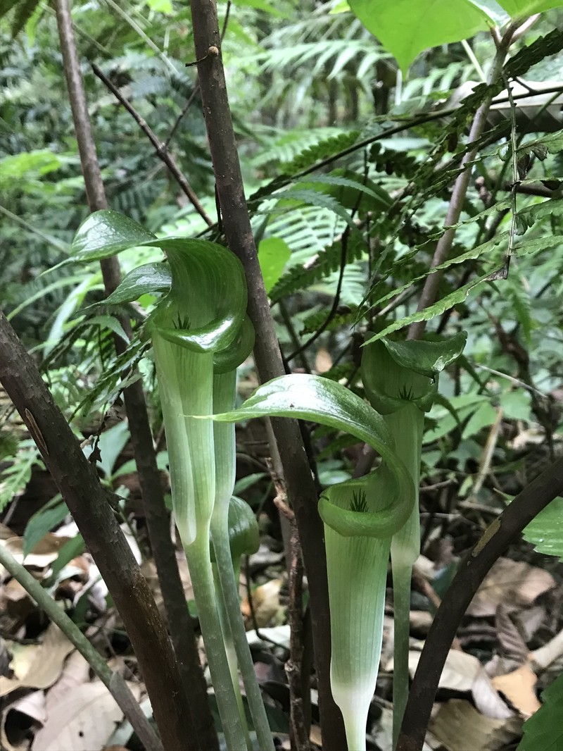 Arisaema omkoiense photo 5