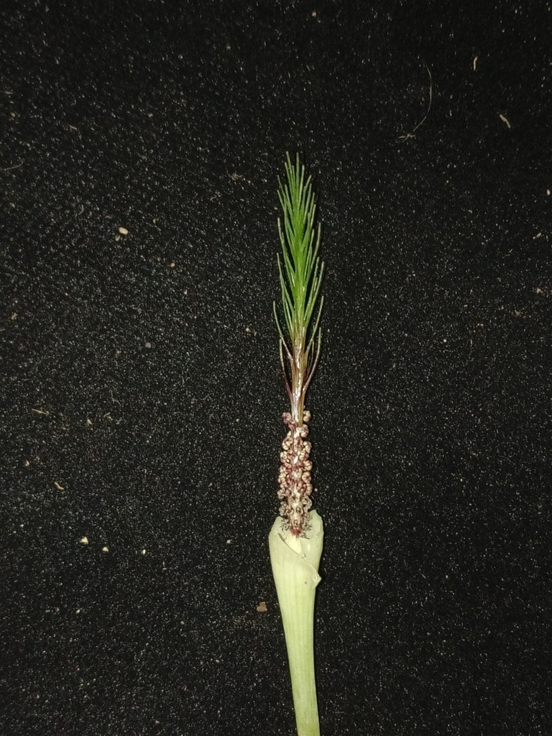 Arisaema omkoiense