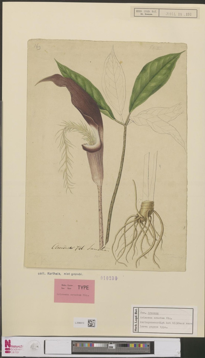 Arisaema ornatum