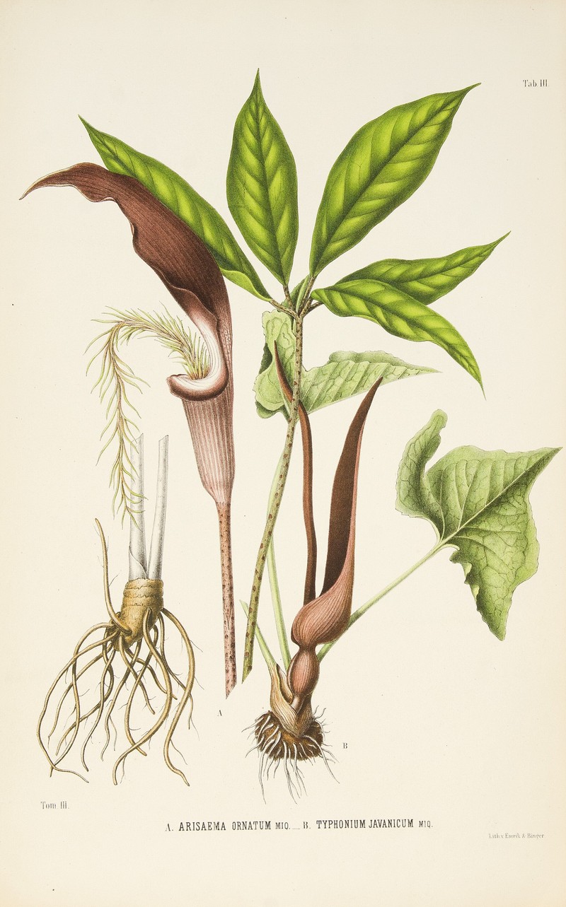 Arisaema ornatum photo 2