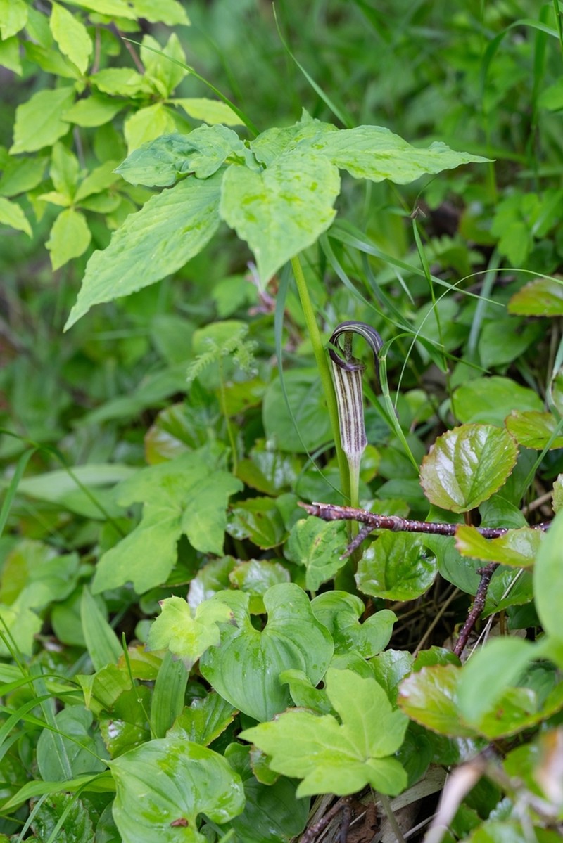 Arisaema ovale