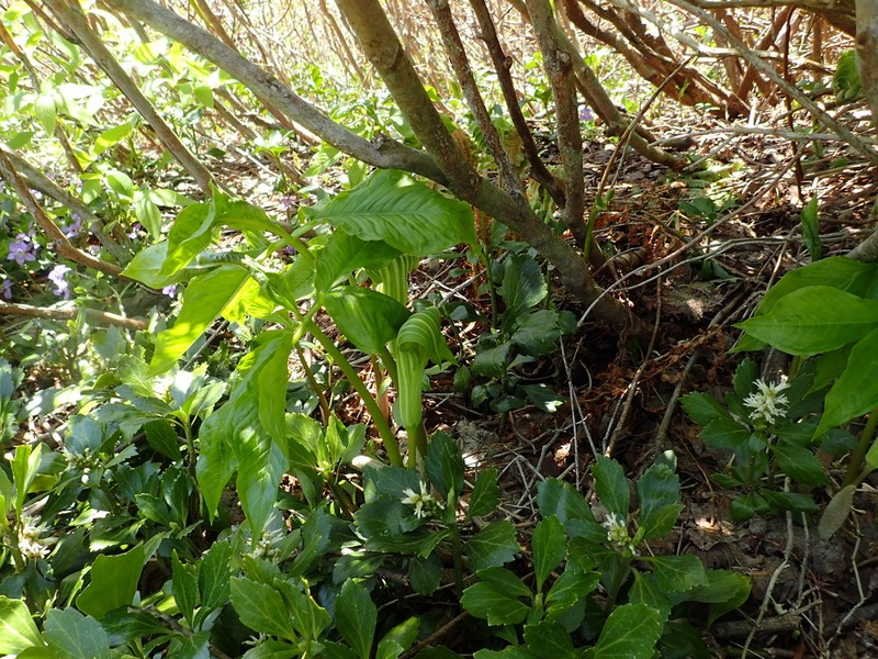 Arisaema ovale photo 2