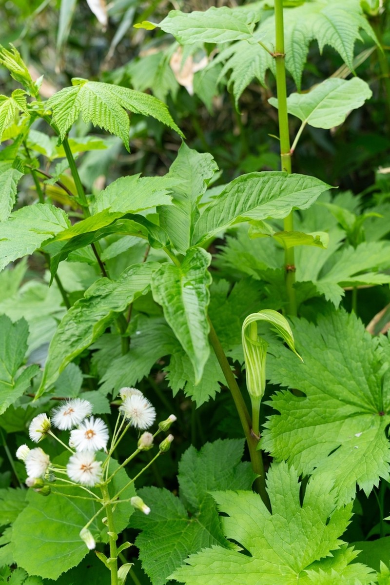 Arisaema ovale photo 3