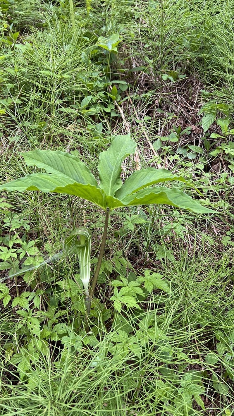 Arisaema ovale photo 4