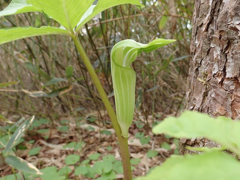 Arisaema ovale photo 5