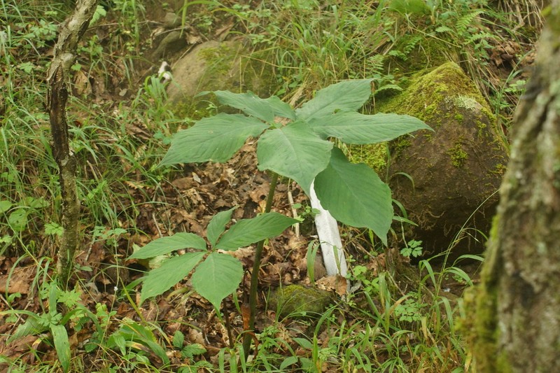 Arisaema ovale photo 6