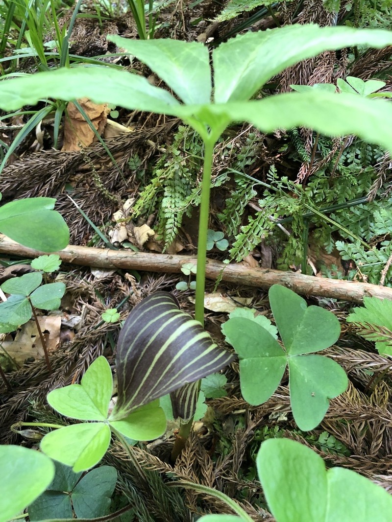 Arisaema ovale photo 7