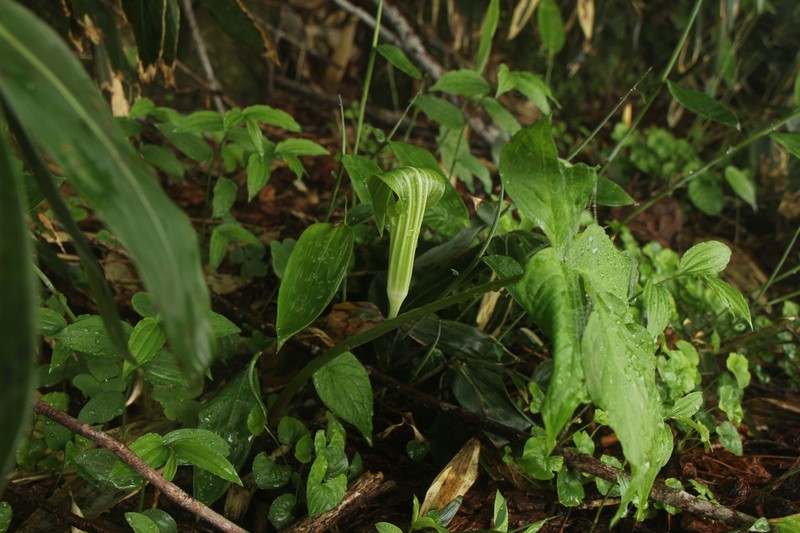 Arisaema ovale photo 8